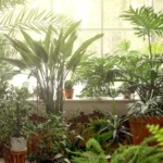 Top 7 Indoor Plants That Purify Air and Brighten Your Home