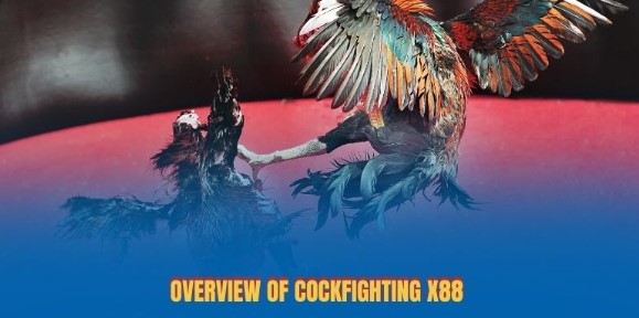 Overview of cockfighting x88