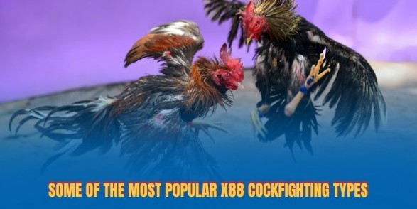 Some of the most popular x88 cockfighting types