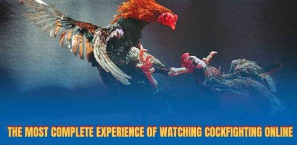 The most complete experience of watching cockfighting online
